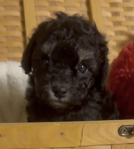 トイプードルタイニープードル