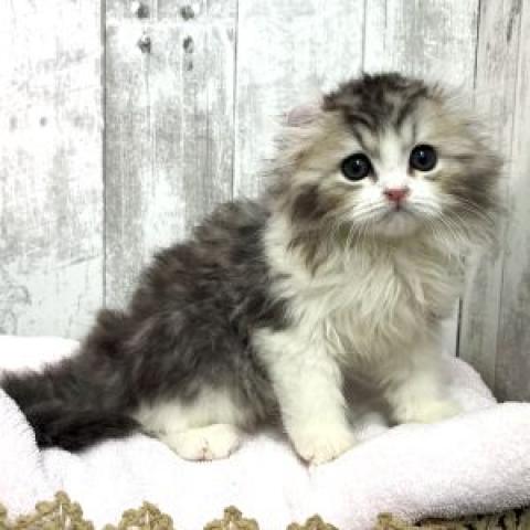 アメリカンカール