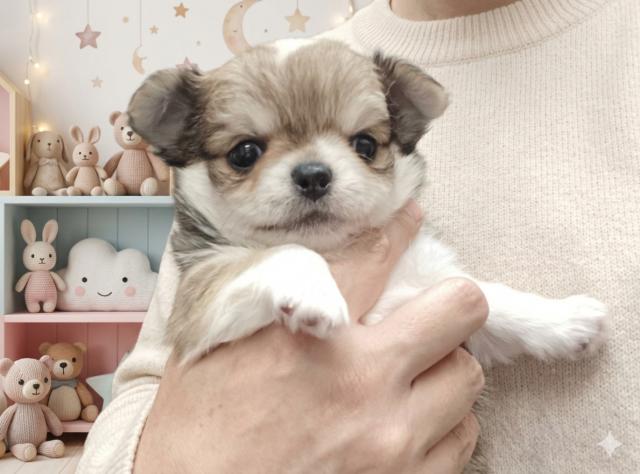 チワワ（ロングコート）