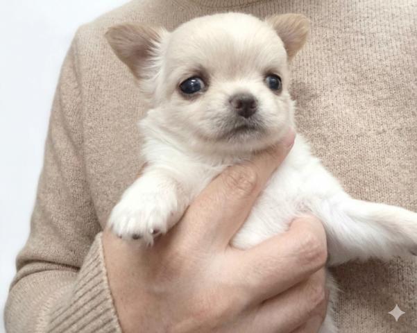 チワワ（ロングコート）