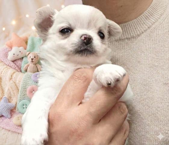 チワワ（ロングコート）