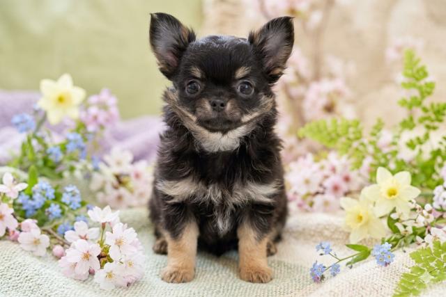 チワワ（ロングコート）