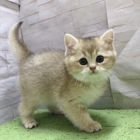 ブリティッシュショートヘア