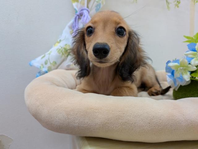 ミニチュアダックスフンド