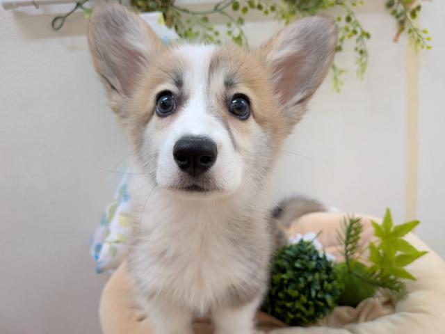 ウェルシュコーギーペンブローク