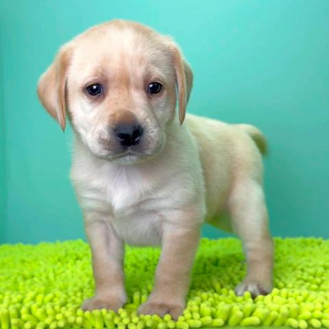 ラブラドールレトリーバー