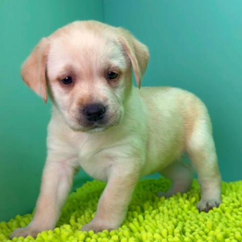 ラブラドールレトリーバー