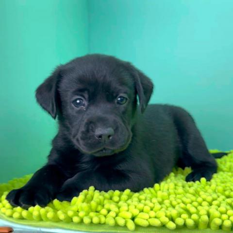 ラブラドールレトリーバー