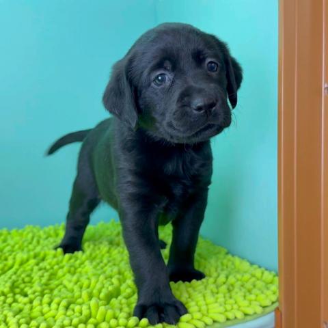 ラブラドールレトリーバー