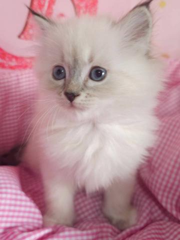 サイベリアン♡ ブルーリンクスポイント＆ホワイト💗ララ