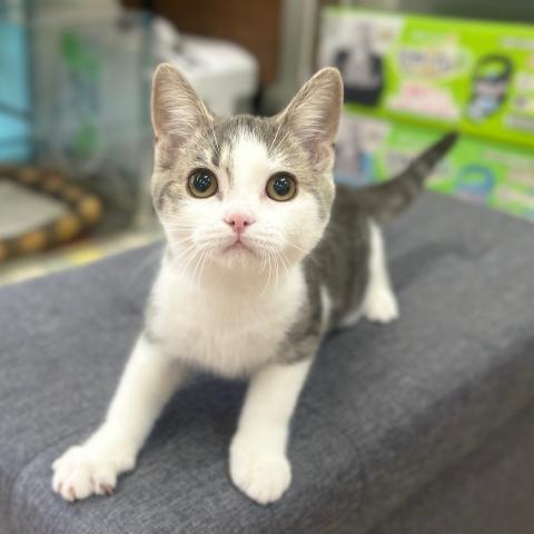 スコティッシュフォールド