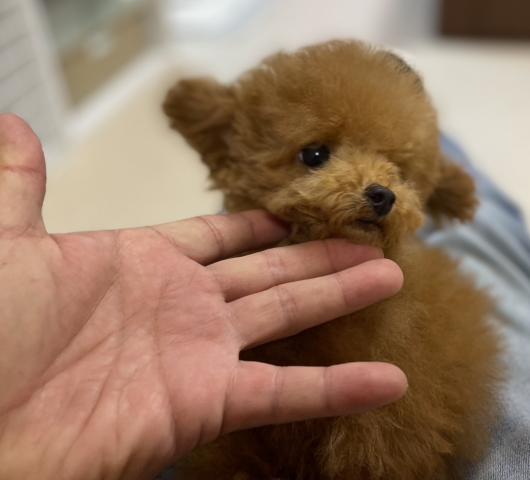 トイプードルTカッププードル⭐️Tカップサイズ確定の子⭐️《スーパープレミアクラス》⭐️通常相場の半値以下❗️エイプリルのサプライズ特価398,000円⭐️今なら更にお得に⭐️