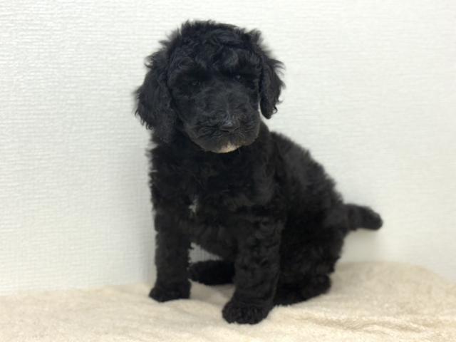 スタンダードプードル
