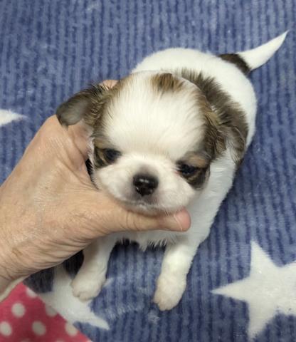 チワワ（ロングコート）