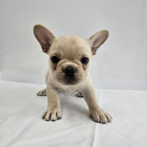 フレンチブルドッグ