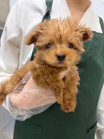 トイプードル×ヨークシャテリア