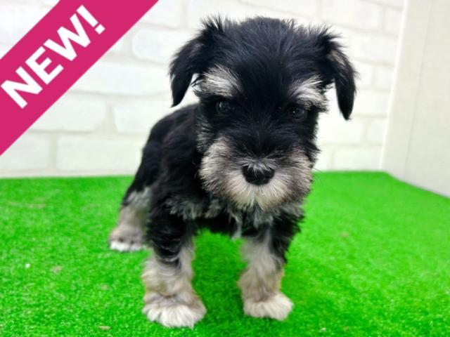 ミニチュアシュナウザー