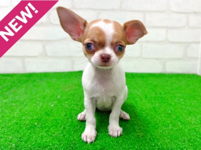 チワワ（スムースコート）