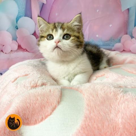 スコティッシュフォールド