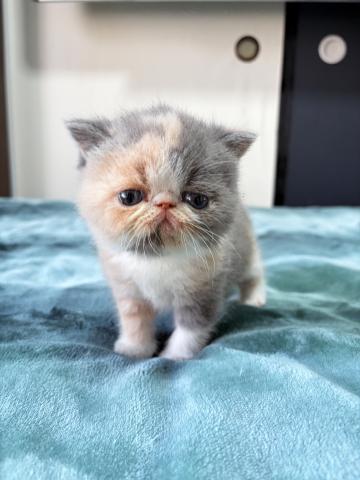 エキゾチックショートヘアー