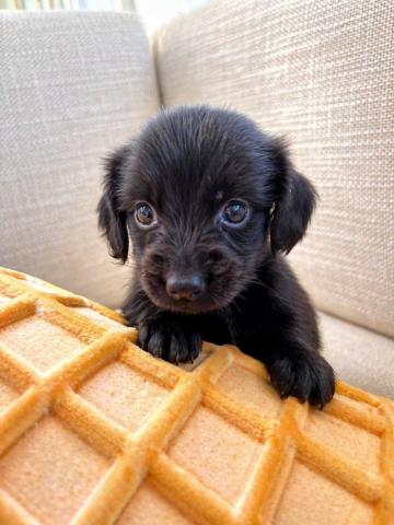 ミニチュアダックスフンド