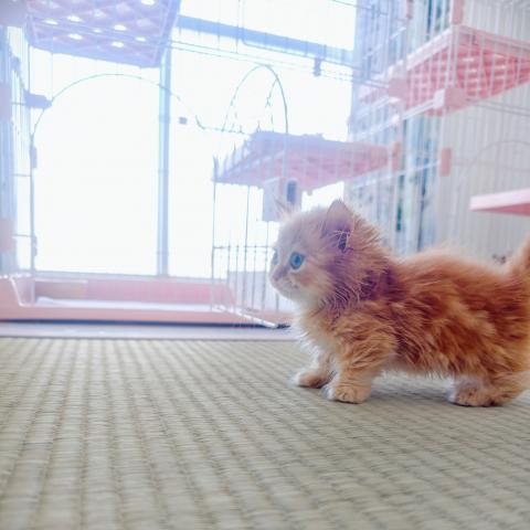 ミヌエット（旧ナポレオン）