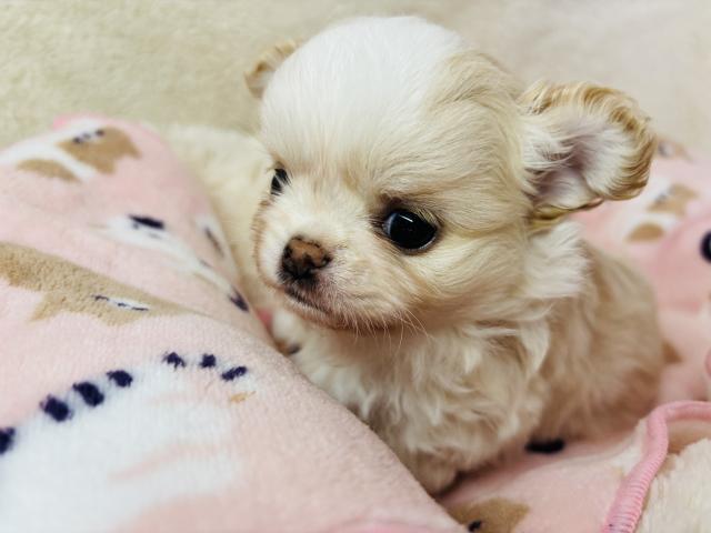 チワワ（ロングコート）