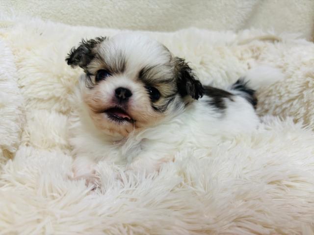 チワワ（ロングコート）