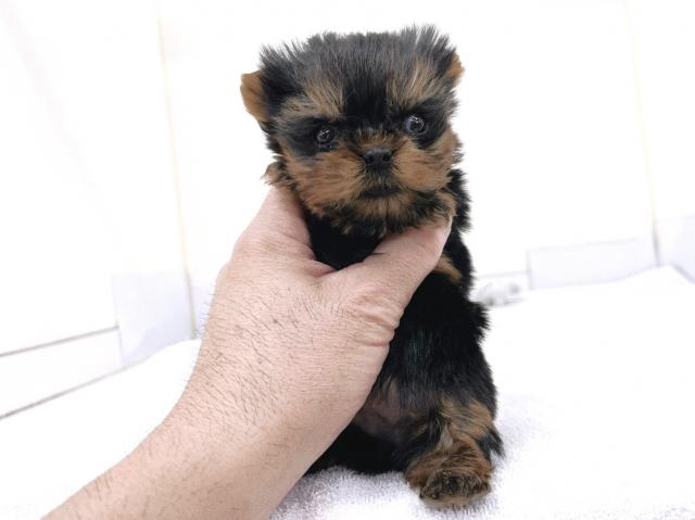 ヨークシャーテリア