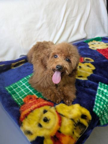 トイプードル🔴目が大きくて表情豊か●骨太・筋肉質・普通体型🔴活発だけど聞き分けの良い明るい性格女の子🔴健康と性格良しは保証します