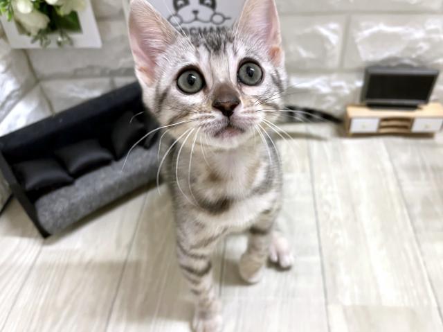 ベンガル☆*ﾟレアカラー*☆