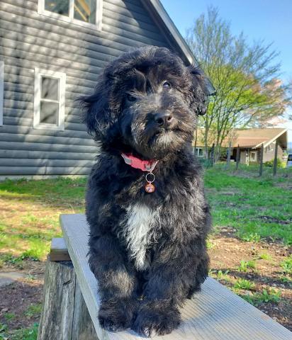 MIXボードゥードル：ニコ(トフィー)