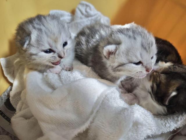 ミヌエット（旧ナポレオン）