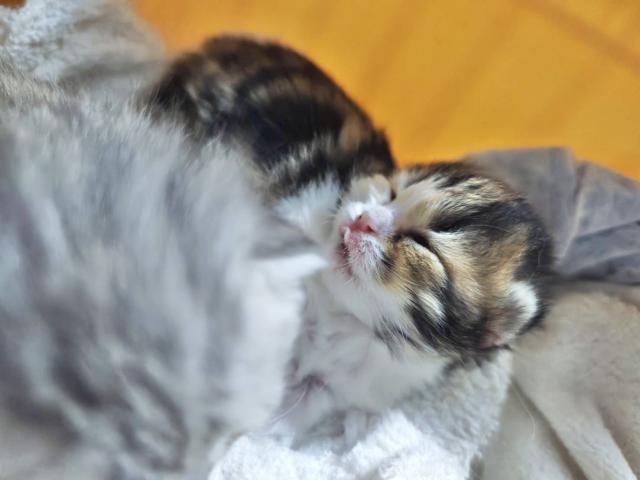 ミヌエット（旧ナポレオン）