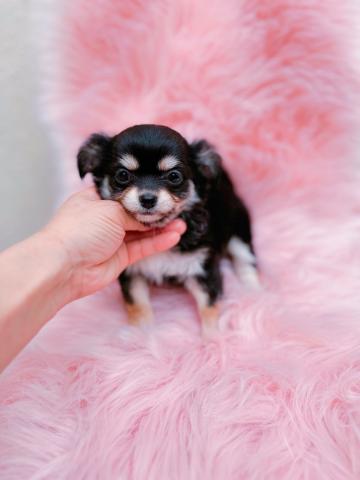 チワワ（ロングコート）