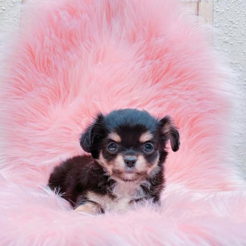 チワワ（ロングコート）