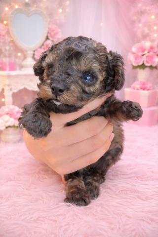 ティーカッププードル