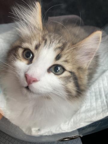 ノルウェージャンフォレストキャット