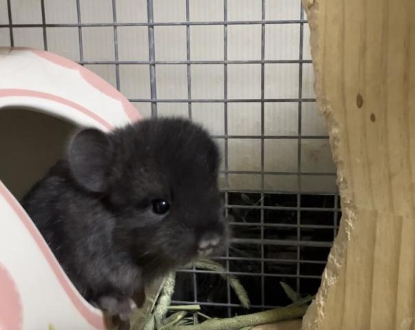 アンゴラキャリアチンチラ