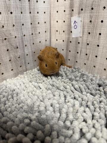 ロシアンスモークモルモット