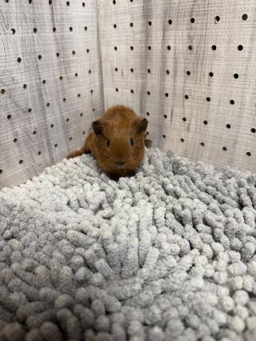 ロシアンスモークモルモット