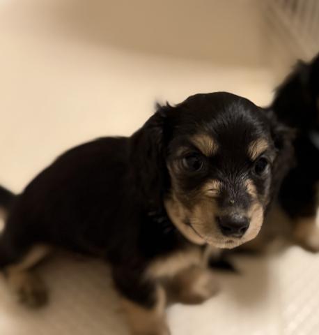 カニンヘンダックスフンド