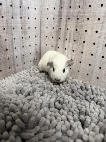 ロシアンスモークモルモット