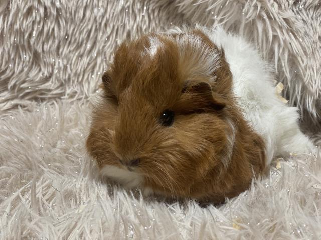 ペルビアンモルモット