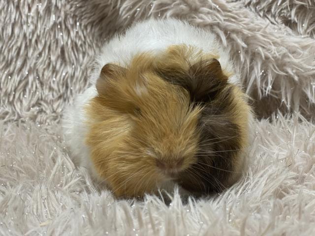 ペルビアンモルモット