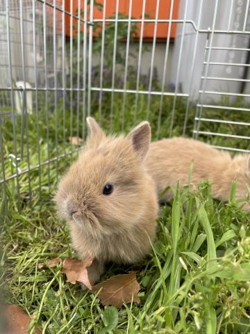 ライオンラビット