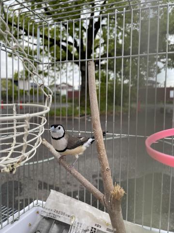 カノコスズメ(ペア)