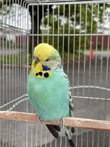 ジャンボセキセイインコ