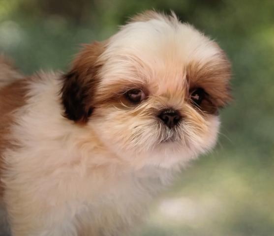 シーズー♪詩音ママ’の愛息子くん