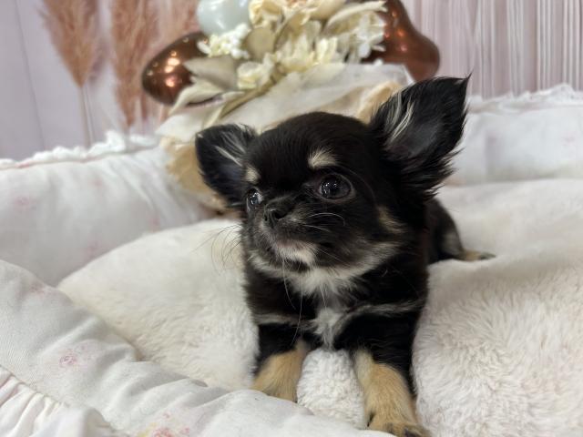 チワワ（ロングコート）